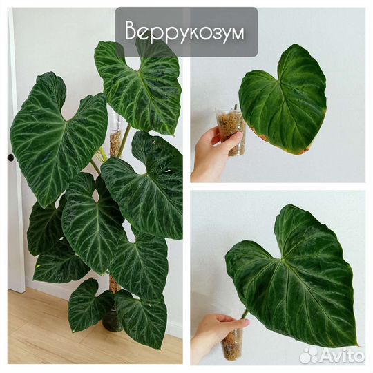 Растения разные, бархатные, серебристые