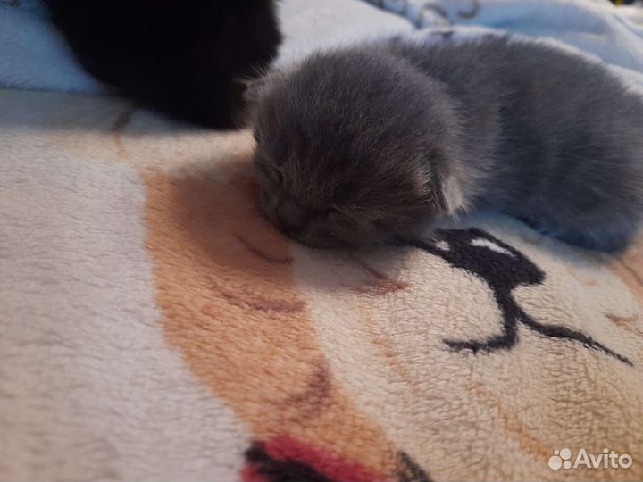 Британские котята