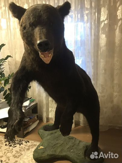 Медведь таксидермия