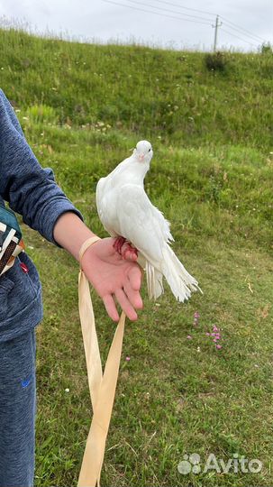 Голуби Королевские Павлины