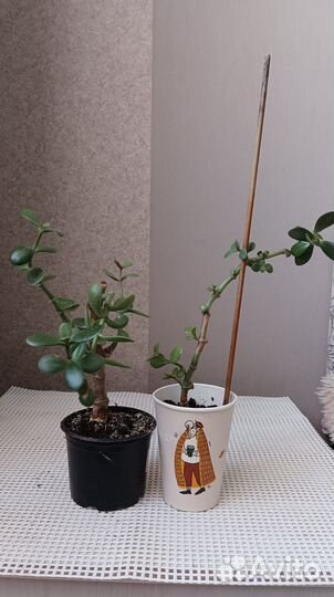 Красула толстянка (денежное дерево)