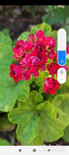 Пеларгония герань