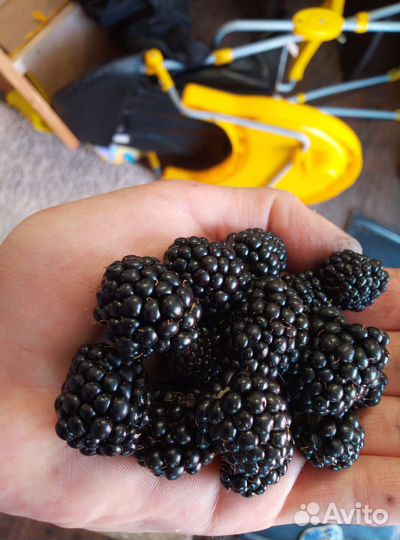 Отдам саженцы ежевики