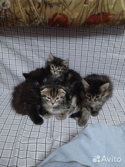 Кошки в добрые руки