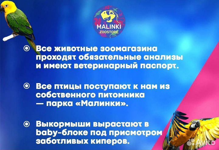 Какарик Желтый