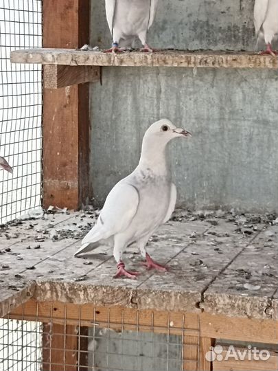 Голуби чехи