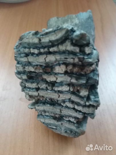 Зуб мамонта