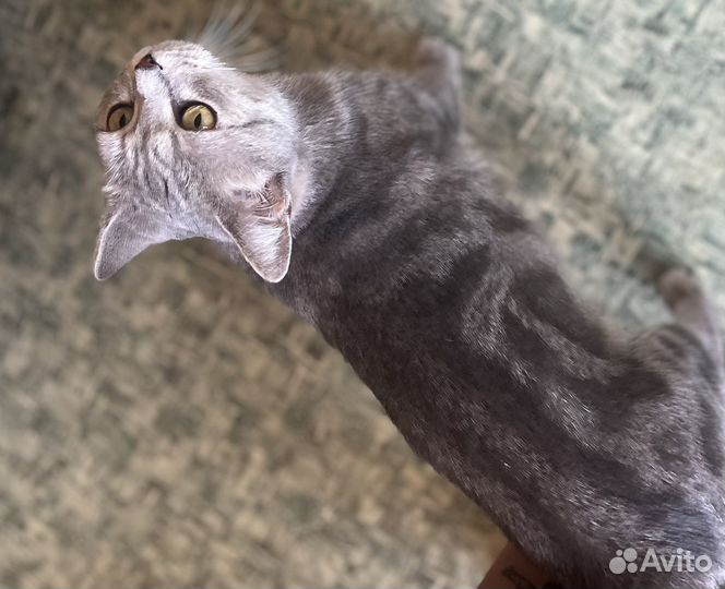 Шотландская кошка