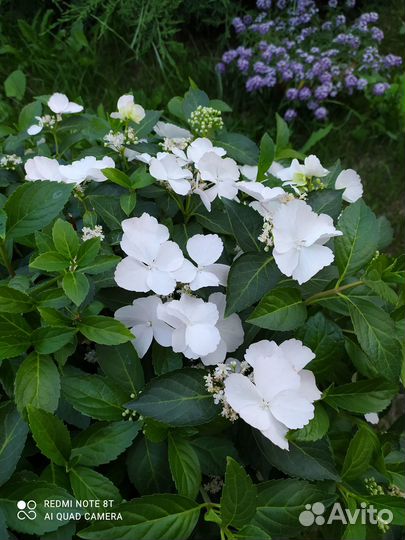 Гортензия сбежавшая невеста