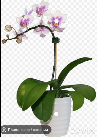 Дендробиум фаленопсис