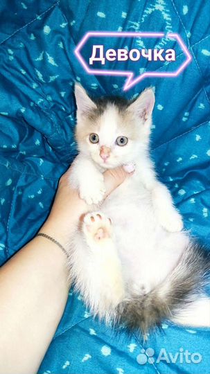 Котята