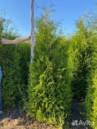 Туя западная Брабант 2м Экстра
