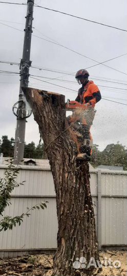 Спилить дерево