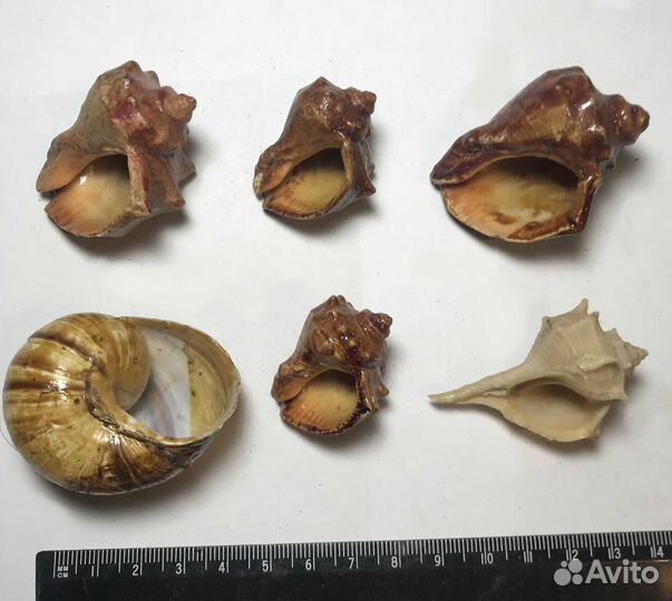 Ракушки Морские разные