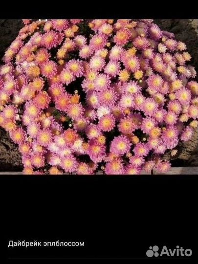 Хризантемы