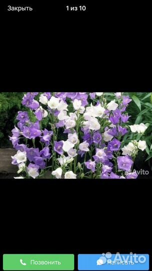 Колокольчики многолетние