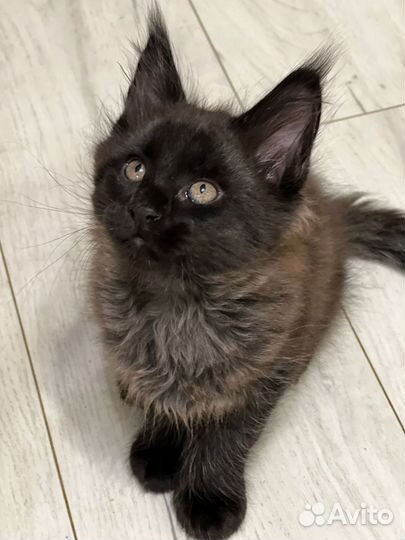 Котята мейн-кун черный дым