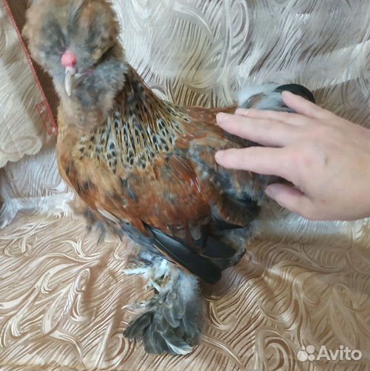 Шелковая курочка и петушок сизли