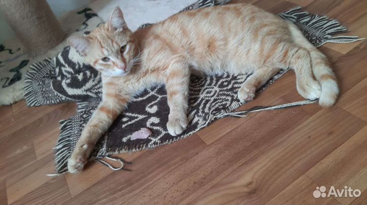Котик бесплатно