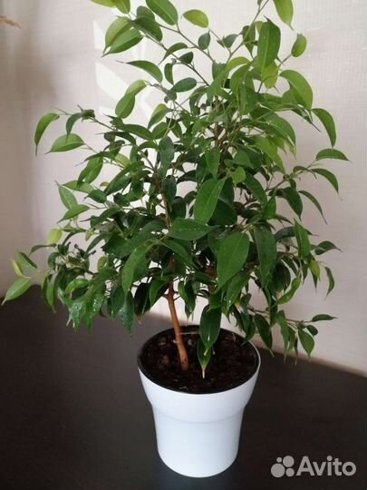 Фикус бенджамина Наташа