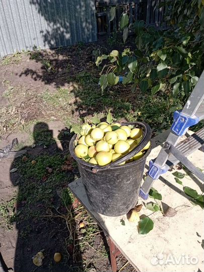 Груша сибирская