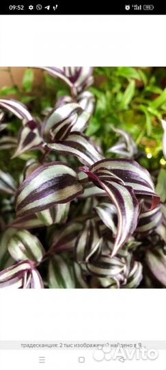 Традесканция комнатные цветы