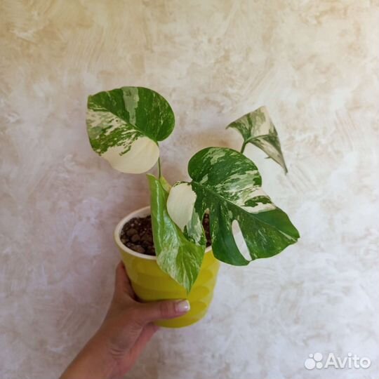 Монстера вариегатная альба