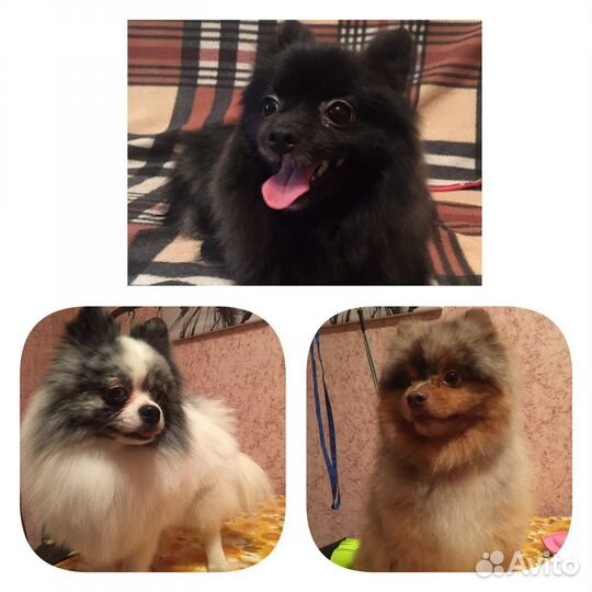 Стрижка собак / Грумер / Собачий парикмахер :)