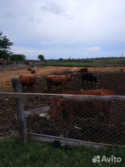 Коровы, телята