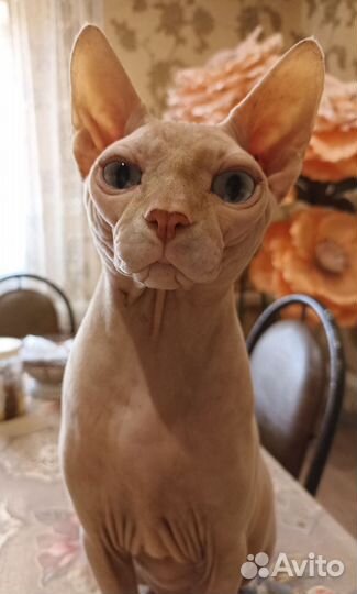 Канадский сфинкс вязка