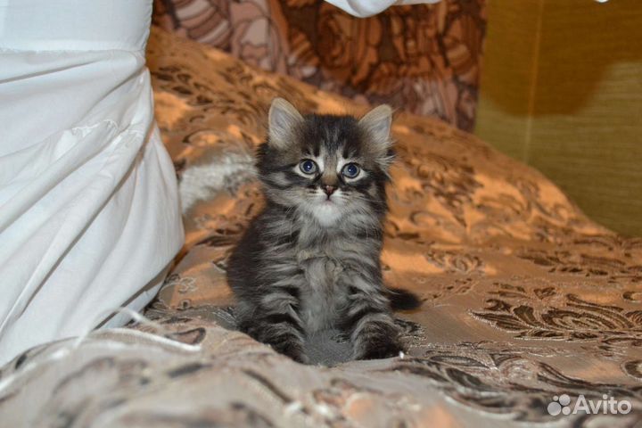 Игривые котята