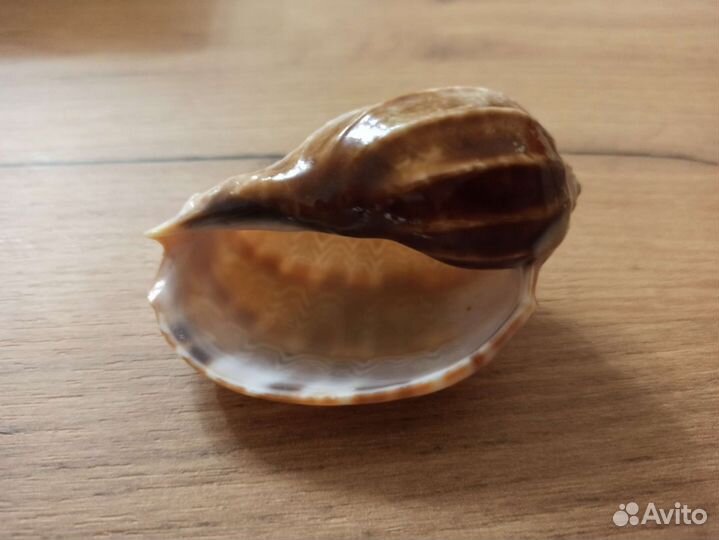 Морская раковина