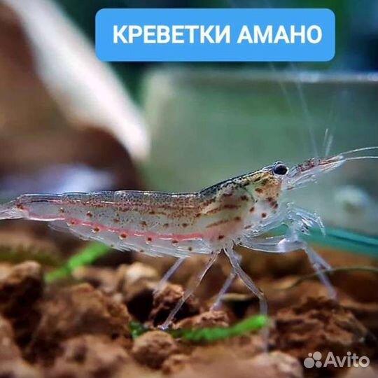 Креветки Кристаллы,Банановые, Амано,Красные,Жёлтые