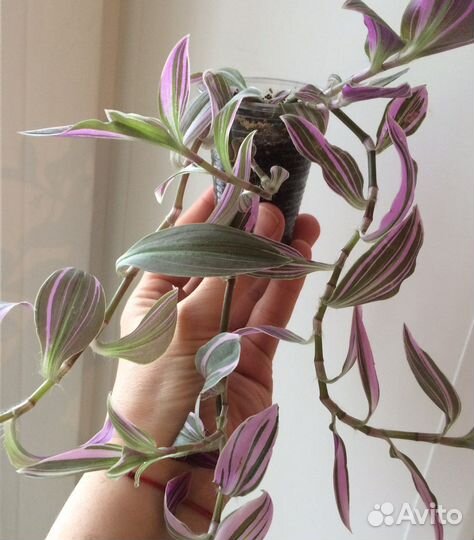 Традесканция