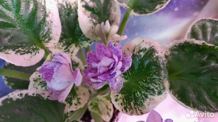 Фиалка сортовая Rob's Cool Fruit и неизвестная