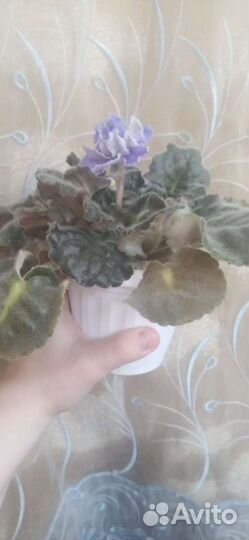 Фиалка сортовая Жар птица