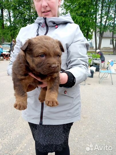 Порода собаки метис