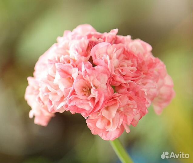 Пеларгонии Селеста