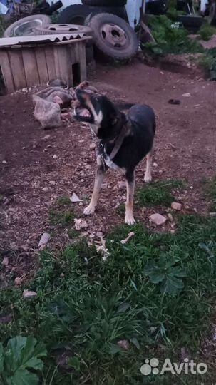 Собака в добрые руки отдам бесплатно