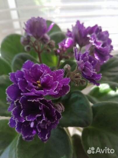 Черенки сортовых фиалок