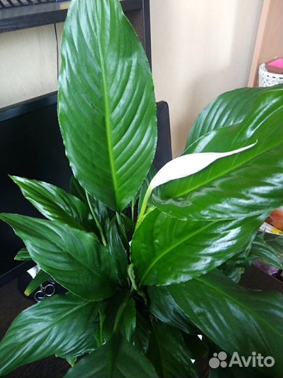 Спатифиллум