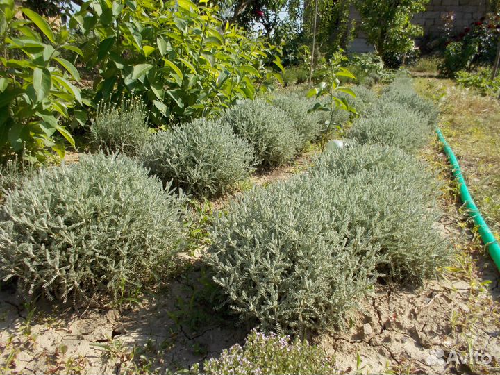 Саженцы из Крыма