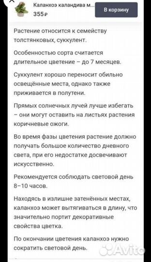 Отдам срезы комнатных цветов