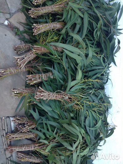 Эвкалиптовые веники для бани и Листья Эвкалипта