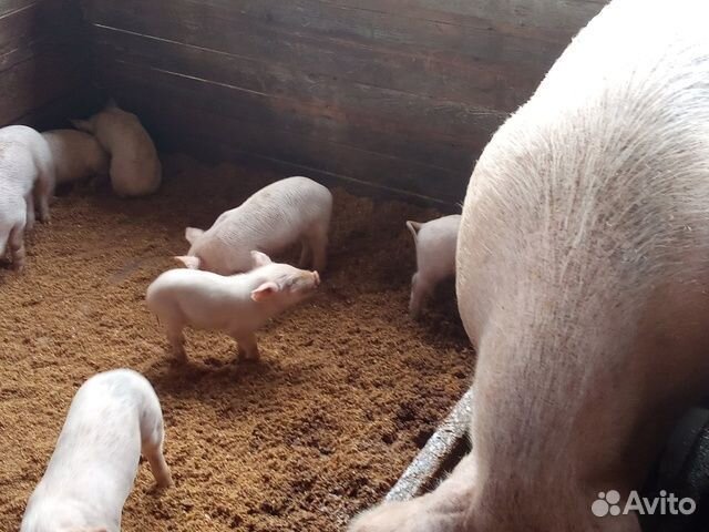 Поросята