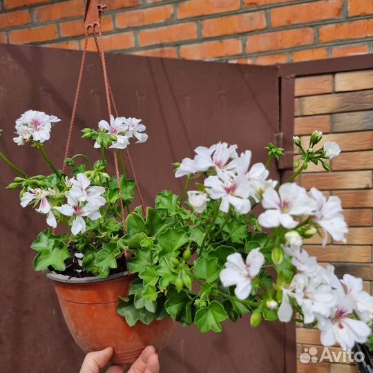 Пеларгония герань плющевидная