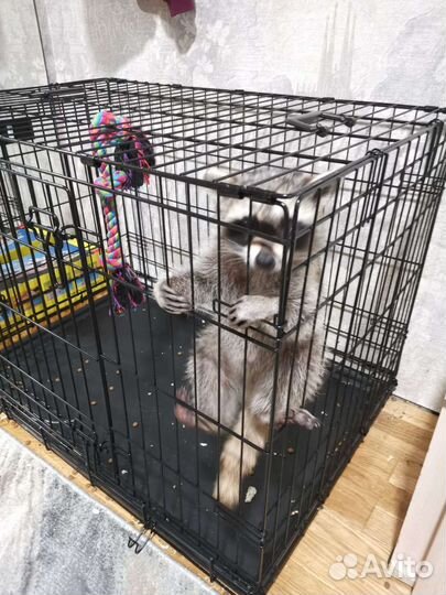 Демон в клетке