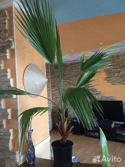 Пальмы Вашингтония Нитчатая