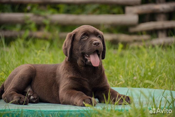 Щенки лабрадора ретривера
