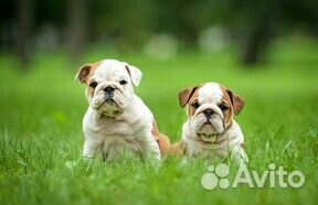 Передержка собак